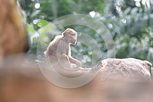 A solitary Hamadryas Baboon Juvenile in the wild