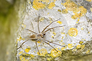 Solitary hobo spider - Tegenaria agrestis