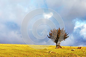 Solitary holly tree