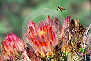 A solitary honey bee Apis millifera hovering above a fishhook