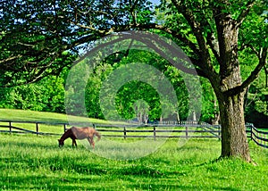 A solitary horse grazing in a rural farm pasture