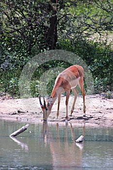 A solitary Impala drinks at a watering hole