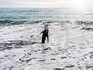 A King penguin wading into the sea.