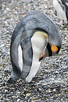 King penguin on Isla Martillo, Tierra del Fuego photo