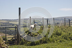 Solitary lamb on a farm in Devon England