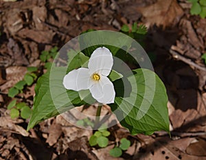 A solitary large white trillium plant emerging in a spring forest.