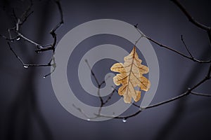 Solitary Leaf