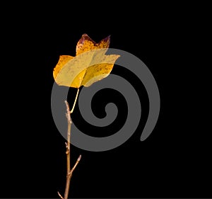 Solitary Leaf with Clipping Path