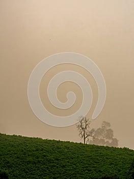 A solitary leafless tree at the edge of a hill in a very misty sunrise