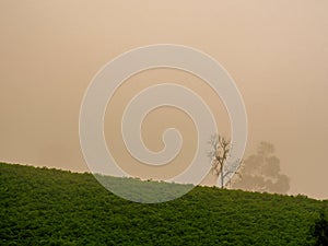 A solitary leafless tree at the edge of a hill in a very misty sunrise