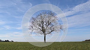 Solitary leafless tree in green field on background of blue sky