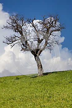 solitary leafless tree stands against a vibrant green field under a clear blue sky