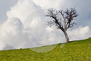solitary leafless tree stands against a vibrant green field under a clear blue sky