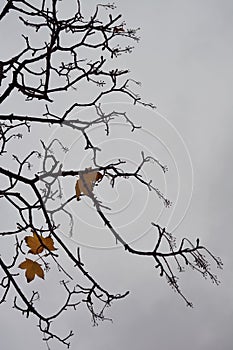 Solitary leaves on a bare tree