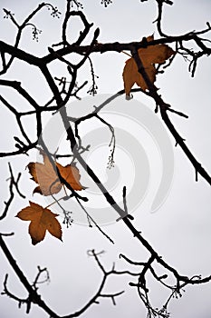 Solitary leaves on a bare tree