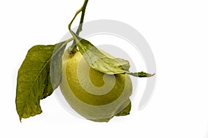 Solitary lemon on white background