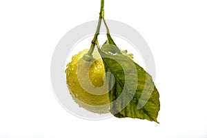 Solitary lemon on white background