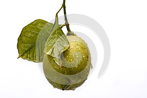 Solitary lemon on white background