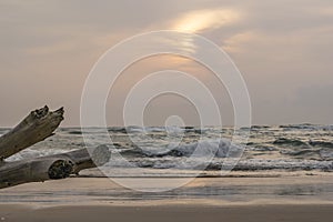 Solitary Log on the beach facing Waves