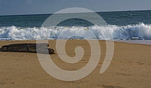 Solitary Log on the beach facing Waves - Sanguthurai