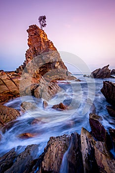 Solitary lone tree on a rock stands firm against the elements