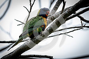 Solitary Lorikeet on a Grey Day