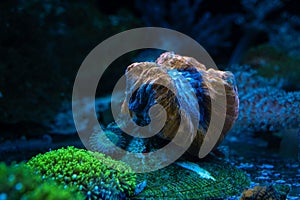 LPS lobed brain coral in stress, animal in live rock ecosystem design, green star polyp colony, pet for experienced aquarist