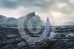 A solitary lupine flower growing in spring in a cooled lava field with distant mountains, symbolizing hope and resilience of