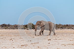 A Solitary Male Elephant Walking across the Plains of Etosha National Park