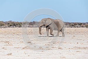 A Solitary Male Elephant Walking across the Plains of Etosha National Park