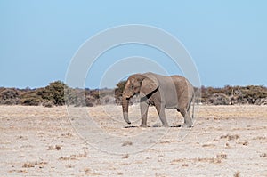 A Solitary Male Elephant Walking across the Plains of Etosha National Park