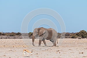 A Solitary Male Elephant Walking across the Plains of Etosha National Park