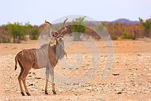 Solitary Male Kudu standing on the African Plains