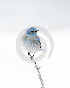 Solitary Male Mountain Bluebird perched on branch