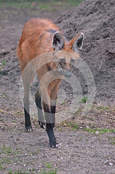 A solitary maned wolf walks on the prairie in search of food