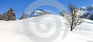 Solitary maple tree in deep snow. Mountains winter landscape on clear sunny day.