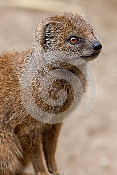 A Solitary Mongoose