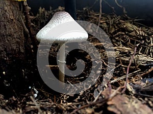 Solitary mushroom in coniferous forest, lepiota clypeolaria.