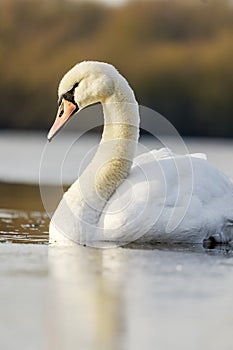 Solitary Mute Swan, Cygnus olor, swimming in icy cold water in freezing lake