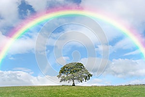 Solitario Quercia un arcobaleno 