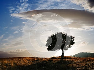 Solitary oak tree