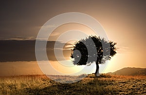 Solitary oak tree photo