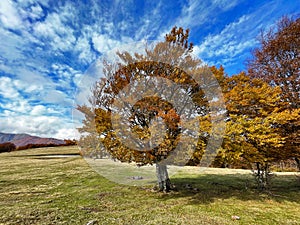 Solitary oak tree during autumn foliage, Italian Mountains, Italy