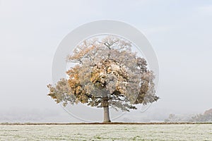 Solitary oak tree in a field covered in frost with a misty background. UK