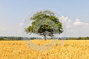 Solitary Oak tree in a field of ripe wheat. Hertfordshire. England. UK