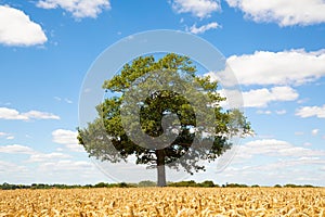 Solitary Oak tree in a field of ripe wheat. Hertfordshire. England. UK