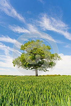 Solitary Oak tree in a field of wheat shoots against a blue sky in spring. UK. Upright