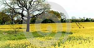 A solitary oak tree stands alone in a Rural Landscape surrounded by a crop of Rapeseed flowers