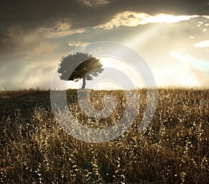 Solitary Oak Tree At Sunset