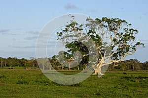 Solitary old Moreton Bay fig tree in field